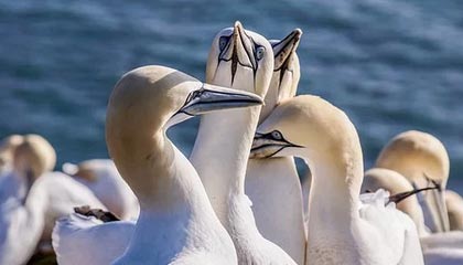 九游官网入口-英雄联盟 新版本平衡性调整，英雄联盟平衡机制